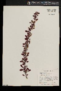 Berberis thunbergii var. atropurpurea image
