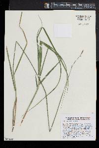 Carex argyrantha image