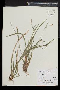 Carex gracilescens image