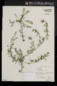 Lepidium didymum image