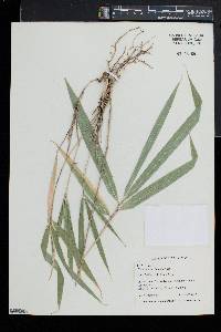 Phyllostachys bambusoides image
