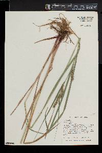 Carex trichocarpa image