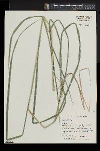 Carex trichocarpa image