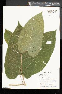 Fallopia sachalinensis image