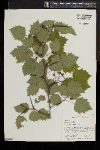 Crataegus pruinosa image