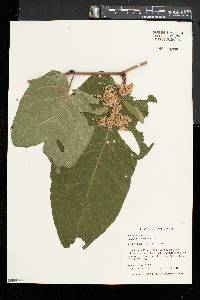 Fallopia sachalinensis image