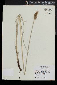 Carex oklahomensis image