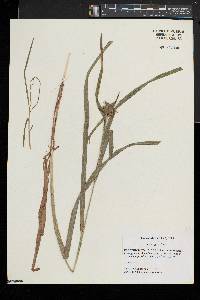 Carex grayi image