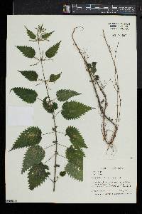 Urtica dioica image