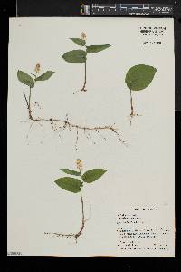 Maianthemum canadense image