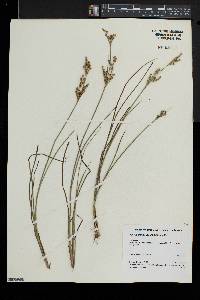 Juncus brevicaudatus image