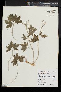 Cardamine maxima image