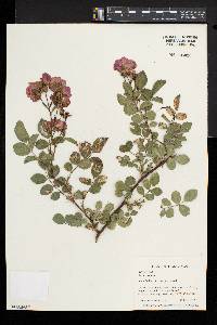 Rosa lucieae image