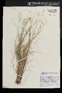 Carex echinata image