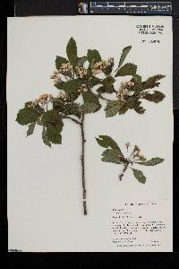 Crataegus punctata image