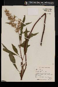 Rumex verticillatus image