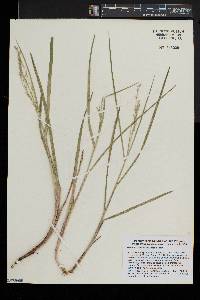 Glyceria canadensis image