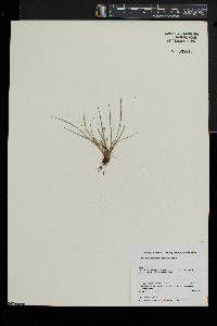 Carex willdenowii image