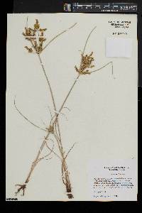 Cyperus iria image