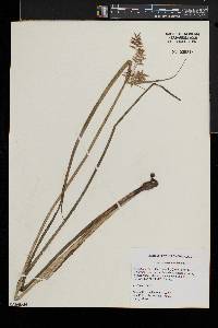 Cyperus serotinus image