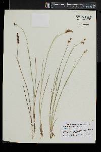 Juncus brevicaudatus image