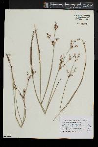 Juncus brevicaudatus image