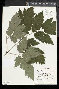 Actaea podocarpa image