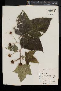 Rubus odoratus image