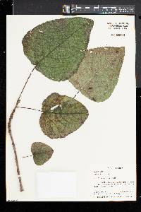 Populus heterophylla image