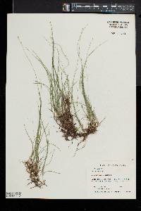 Carex disperma image