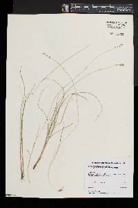 Carex brunnescens subsp. sphaerostachya image