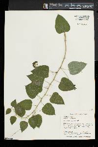 Smilax herbacea image