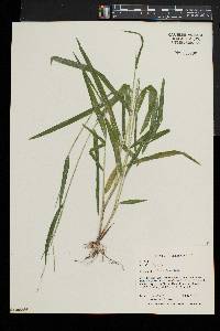 Leersia virginica image