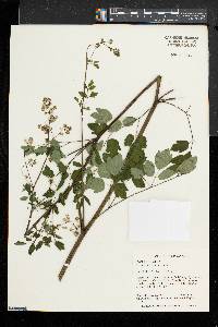 Thalictrum pubescens image