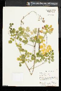 Thalictrum pubescens image