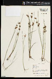 Juncus nodosus image