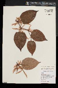 Reynoutria japonica image