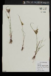 Cyperus iria image