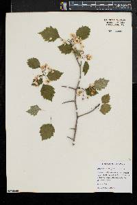 Crataegus dodgei image