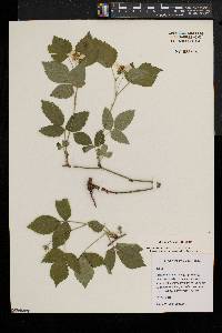 Rubus leviculus image