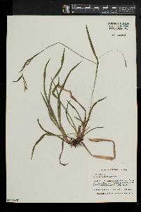 Carex laxiculmis image