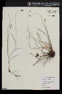 Carex leavenworthii image