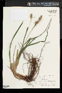 Carex typhina image