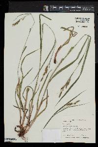 Carex shortiana image