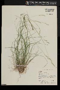 Danthonia compressa image