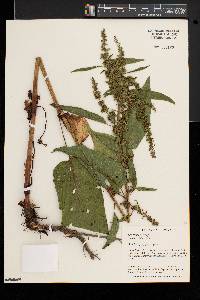 Rumex obtusifolius image