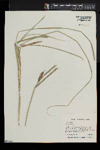 Carex trichocarpa image