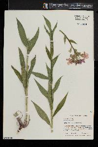 Hesperis matronalis image