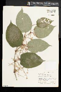 Reynoutria japonica image