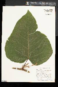 Fallopia sachalinensis image